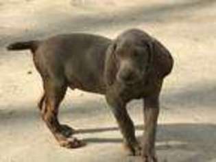 Weimaraner Puppy for sale in SAN ANTONIO, TX, USA