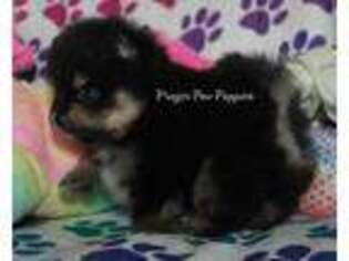 Pomeranian Puppy for sale in Mountain Grove, MO, USA