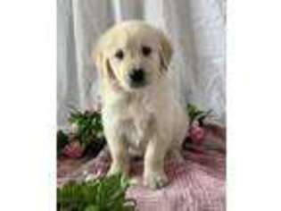 Golden Retriever Puppy for sale in Fort Gratiot, MI, USA