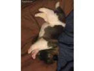 Akita Puppy for sale in Fort Smith, AR, USA