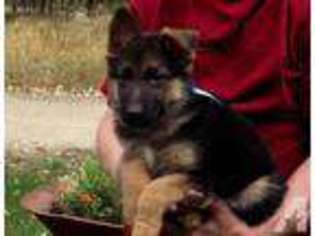 German Shepherd Dog Puppy for sale in KENNEWICK, WA, USA