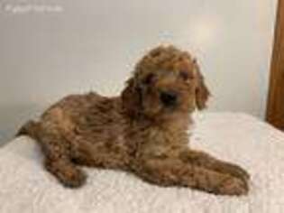 Goldendoodle Puppy for sale in Newport, PA, USA
