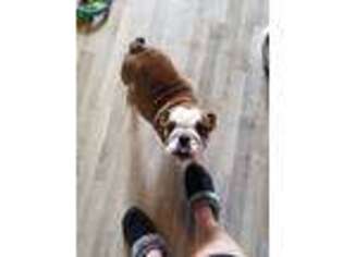 Bulldog Puppy for sale in Macon, GA, USA