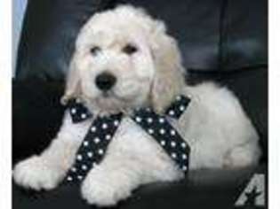 Goldendoodle Puppy for sale in CRYSTAL, MI, USA