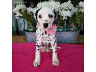 Dalmatian Puppy for sale in Lovington, IL, USA