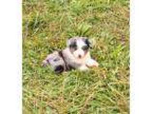 Miniature Australian Shepherd Puppy for sale in Pine Knot, KY, USA