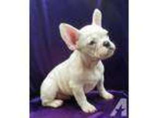 French Bulldog Puppy for sale in WILSON, NC, USA