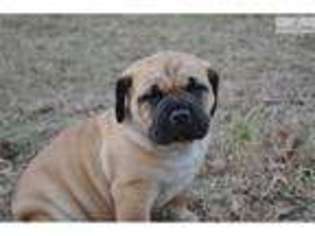 Boerboel Puppy for sale in Tyler, TX, USA
