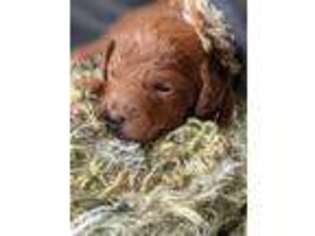 Goldendoodle Puppy for sale in Rubicon, WI, USA