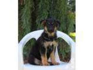 German Shepherd Dog Puppy for sale in OLYMPIA, WA, USA