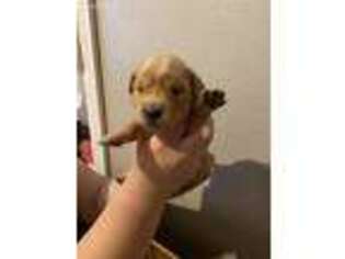 Golden Retriever Puppy for sale in Wellington, CO, USA