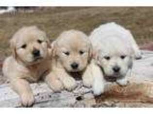 Golden Retriever Puppy for sale in Byers, CO, USA