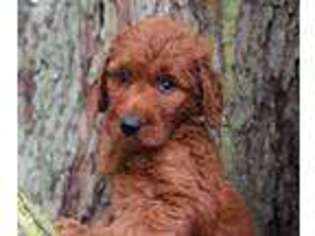 Goldendoodle Puppy for sale in Ashley, OH, USA