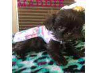 Shorkie Tzu Puppy for sale in Erie, PA, USA
