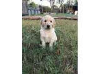 Goldendoodle Puppy for sale in Canyon Lake, TX, USA