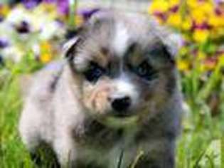 Australian Shepherd Puppy for sale in SAN DIEGO, CA, USA