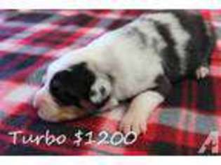 Australian Shepherd Puppy for sale in COWETA, OK, USA