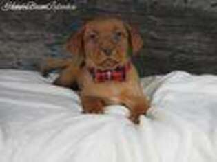 Labrador Retriever Puppy for sale in Mount Vernon, TX, USA