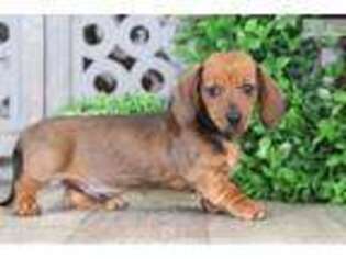 Dachshund Puppy for sale in Columbus, OH, USA