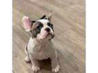 French Bulldog Puppy for sale in Hammond, LA, USA