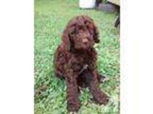 Mutt Puppy for sale in MC HENRY, MD, USA