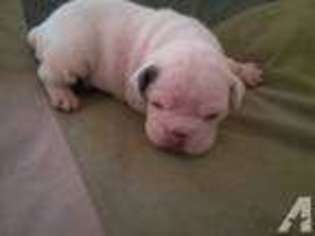Bulldog Puppy for sale in Avondale, AZ, USA