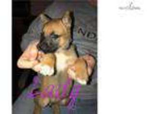 Belgian Malinois Puppy for sale in Asheville, NC, USA
