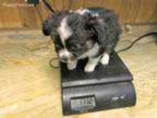 Miniature Australian Shepherd Puppy for sale in Denham Springs, LA, USA