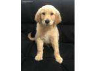 Golden Retriever Puppy for sale in Murfreesboro, TN, USA