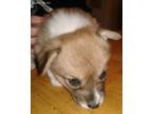 Pembroke Welsh Corgi Puppy for sale in Wheatland, IA, USA