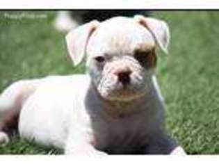 American Bulldog Puppy for sale in Los Angeles, CA, USA