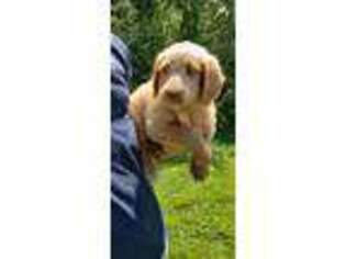 Labradoodle Puppy for sale in Mayfield, KY, USA