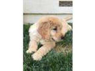 Golden Retriever Puppy for sale in Los Gatos, CA, USA