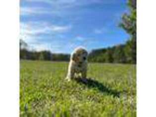 Goldendoodle Puppy for sale in New Bern, NC, USA