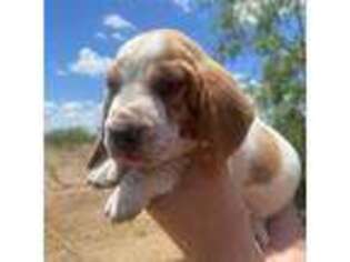 Basset Hound Puppy for sale in Bastrop, TX, USA
