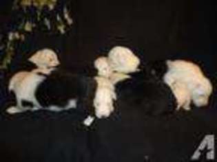 Old English Sheepdog Puppy for sale in MEMPHIS, TN, USA