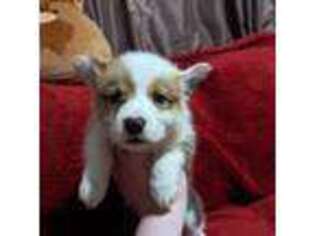 Pembroke Welsh Corgi Puppy for sale in Leicester, NC, USA