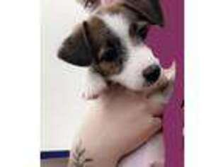 Jack Russell Terrier Puppy for sale in Jacksonville, FL, USA