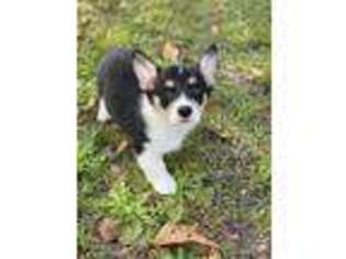 Pembroke Welsh Corgi Puppy for sale in Moultrie, GA, USA