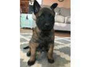 Belgian Malinois Puppy for sale in Grottoes, VA, USA