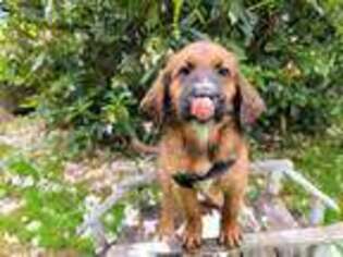 Saint Berdoodle Puppy for sale in Castle Rock, WA, USA