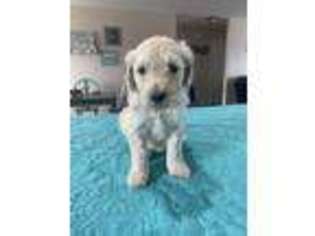 Goldendoodle Puppy for sale in Berryville, AR, USA