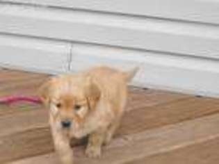 Golden Retriever Puppy for sale in Wonewoc, WI, USA