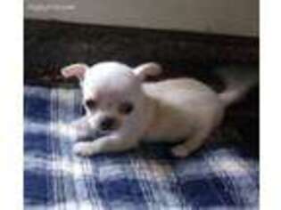 Chihuahua Puppy for sale in Gilbert, SC, USA