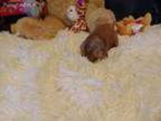 Dachshund Puppy for sale in Jefferson City, MO, USA