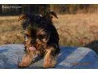 Yorkshire Terrier Puppy for sale in Caulfield, MO, USA