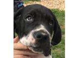 Great Dane Puppy for sale in Alpharetta, GA, USA
