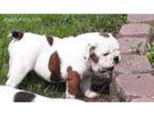 Bulldog Puppy for sale in Tiskilwa, IL, USA