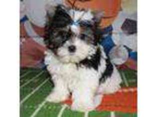 Biewer Terrier Puppy for sale in Lyons, NE, USA