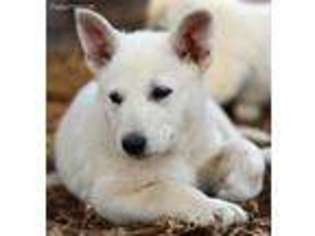 German Shepherd Dog Puppy for sale in Toney, AL, USA